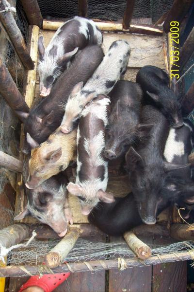 Pig 4 Solomon Islands