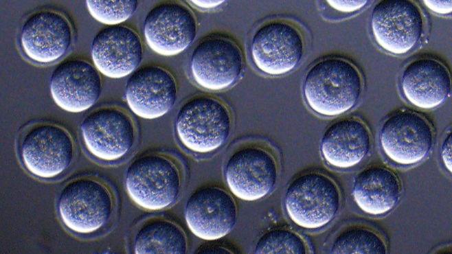 Oocyte-like cells