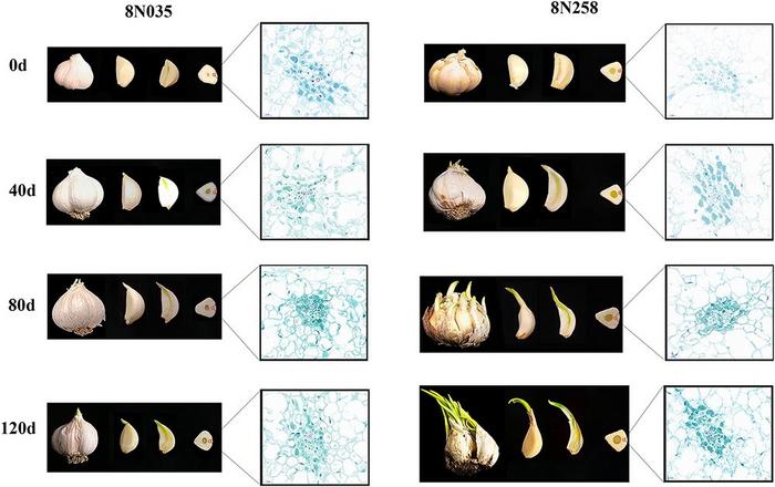 Morphological and cytological changes of garlic during storage.