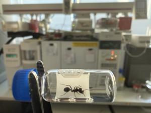 Messor barbarus worker
