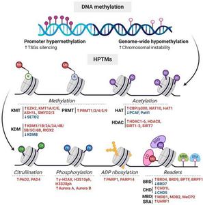 Epigenetic aberrations in DNA methylation and HPTMs in hepatocellular carcinoma (HCC).