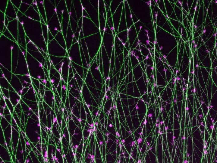 Navigation System of Brain Cells Decoded