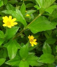 <i>Sphagneticola trilobata</i> (2 of 2)