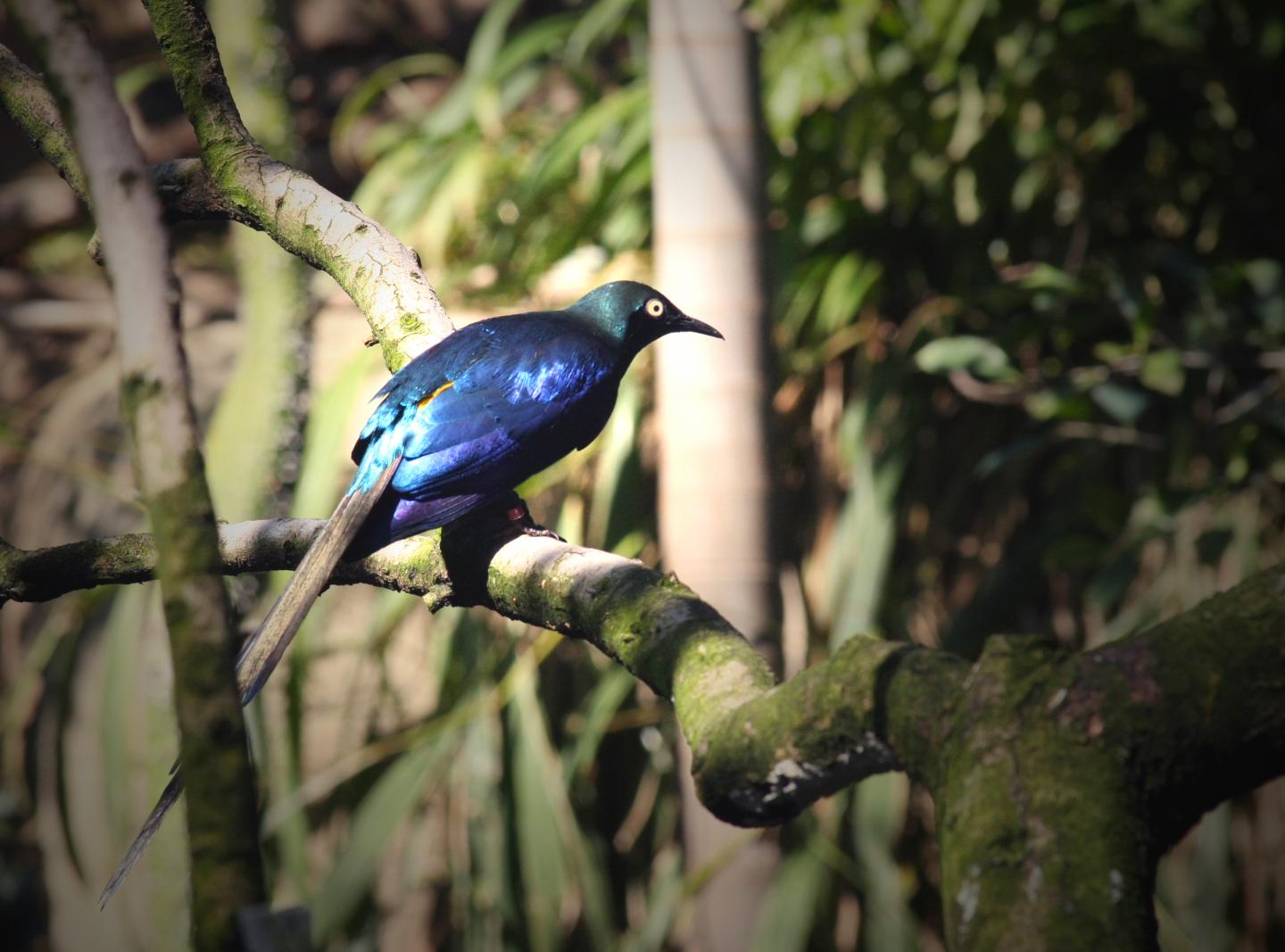 African Starling