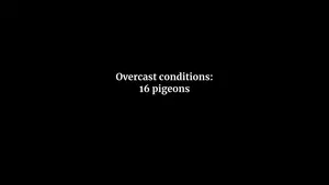 Pigeon tracks animated