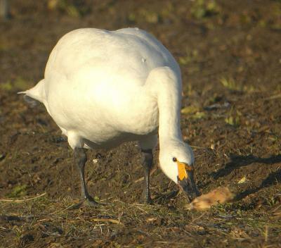 Bewick's Swan