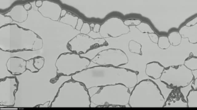 Chloroplasts Selectively Degrading