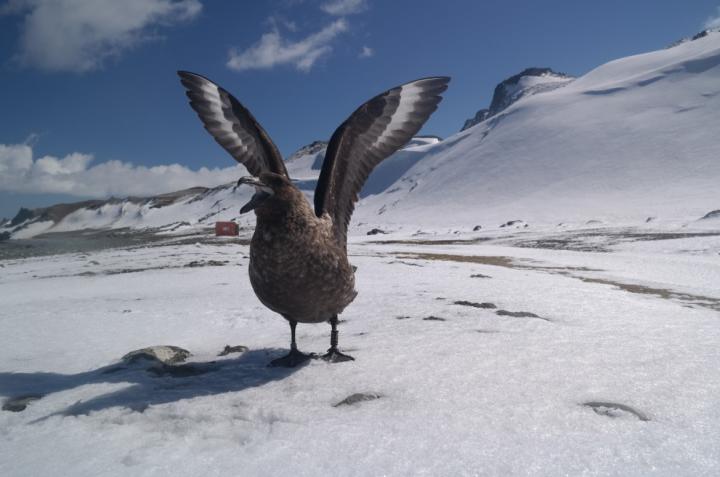 Brown Skua