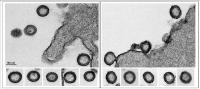 Virus-Like Particles