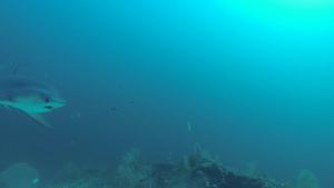 Male pelagic thresher shark circles around a cleaning station.