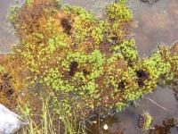 Lichen
