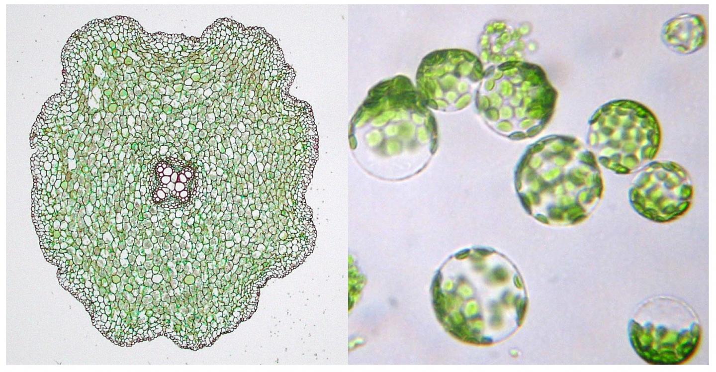 Microscope Images