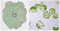 Microscope Images