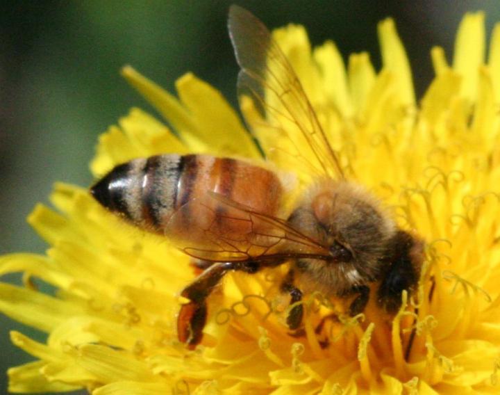 Honey Bee