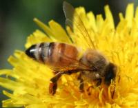 Honey Bee