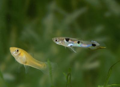 Freshwater Fish Threatened