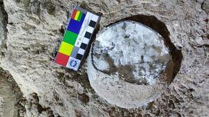Dinosaur egg fossil