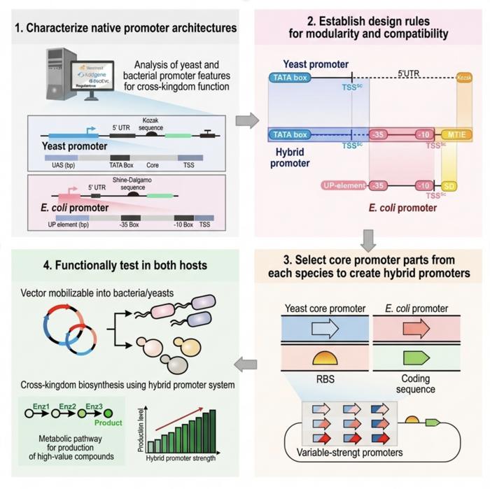 KAIST Develops a Genetic Switch That Works in Both Bacteria and Yeast
