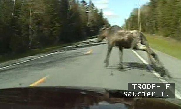 Moose Crossing A Highway