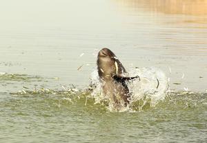 Yangtze finless porpoise hunting