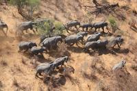 Elephants (1 of 2)