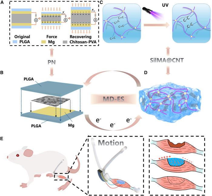 Schematic illustration of structural design and skeletal muscle repair application for MD-ES self-powered system