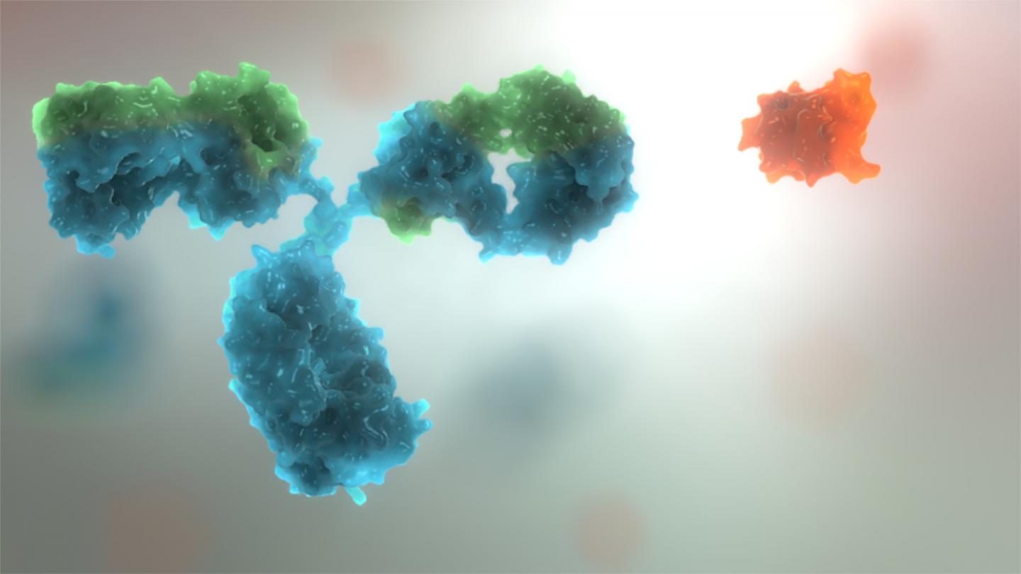 Antibody and Affimer