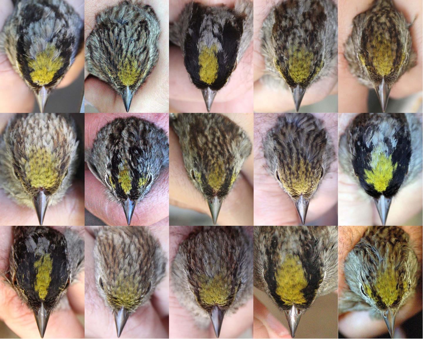 Variable Crown Plumage
