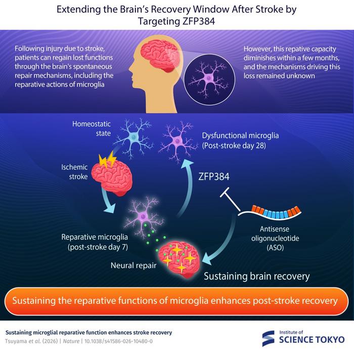 Extending the Brain’s Recovery Window After Stroke by Targeting ZFP384