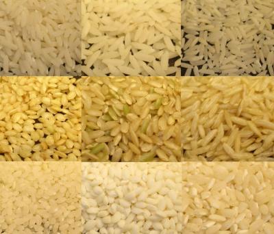 Rice