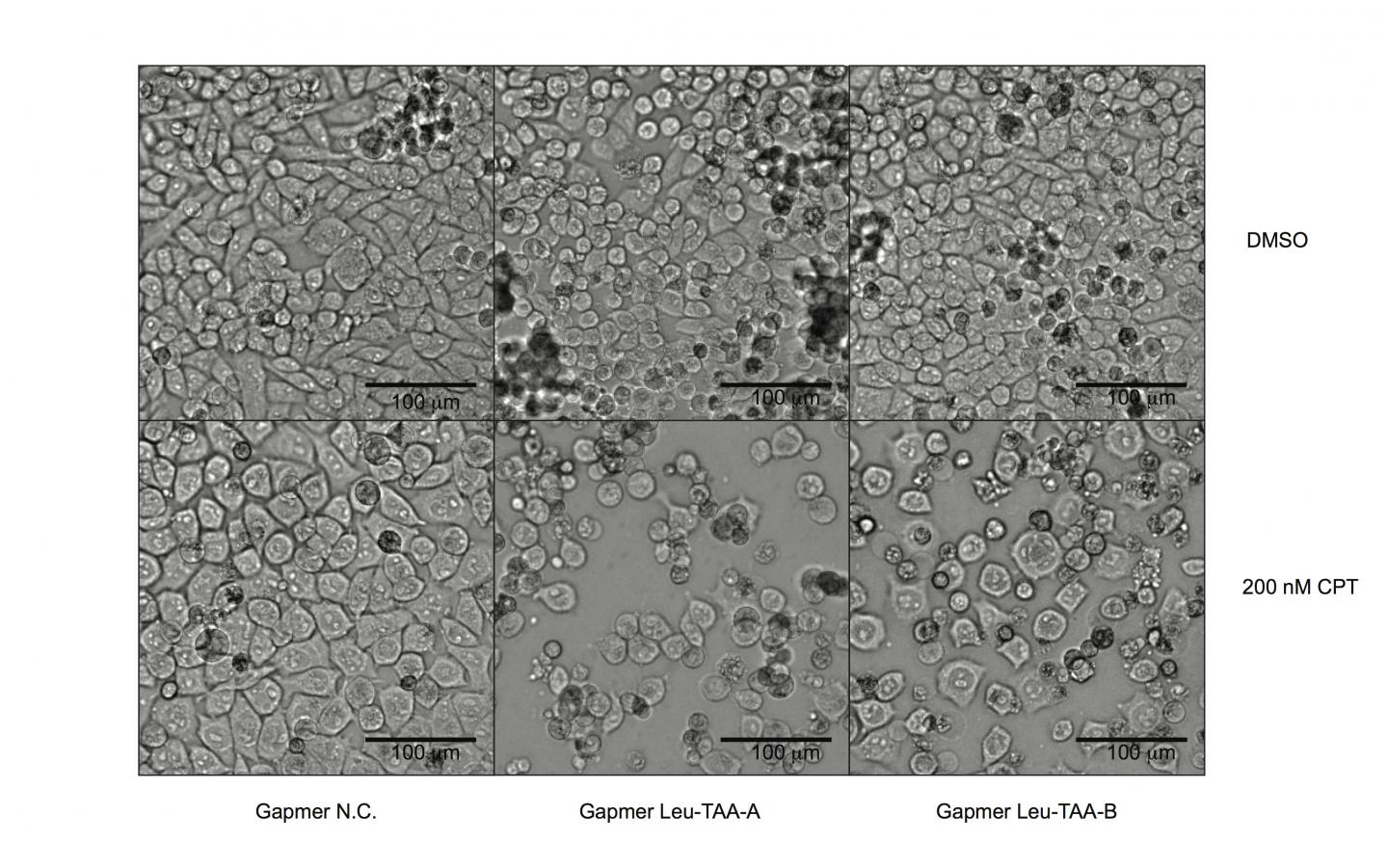 Cells Re-sensitized