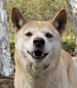 Cooinda as an Adult