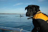 Conservation Canine 01
