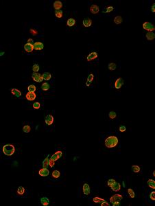 Platelet SEC61B
