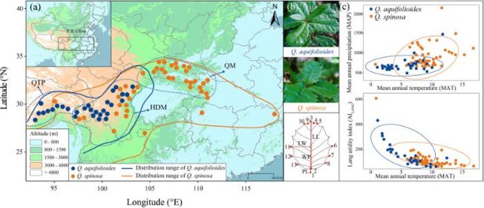 Geographical distribution, leaf morphology, and climate factors of Q. aquifolioides and Q. spinosa