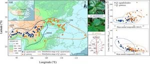 Geographical distribution, leaf morphology, and climate factors of Q. aquifolioides and Q. spinosa