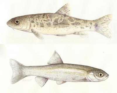 Invasive Species -- the Biggest Threat to Fish in the Mediterranean Basin