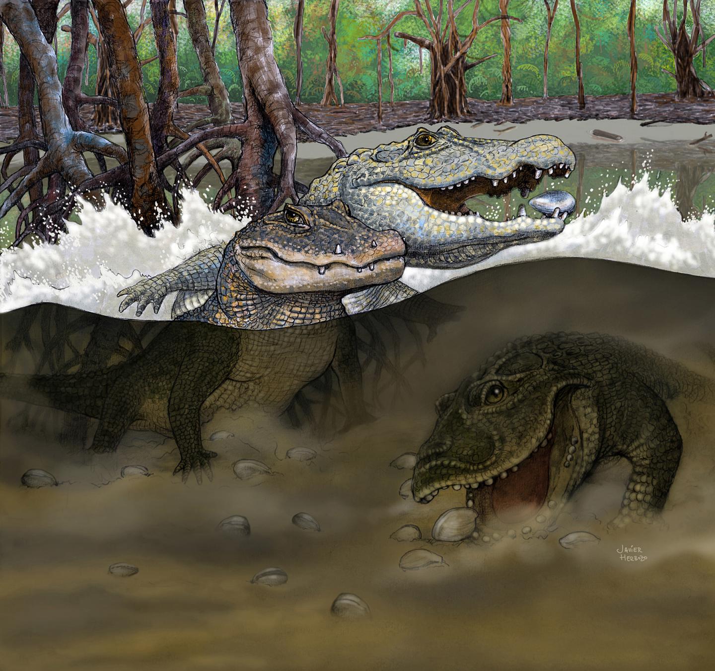 Crocodile Scene