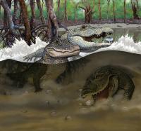 Crocodile Scene