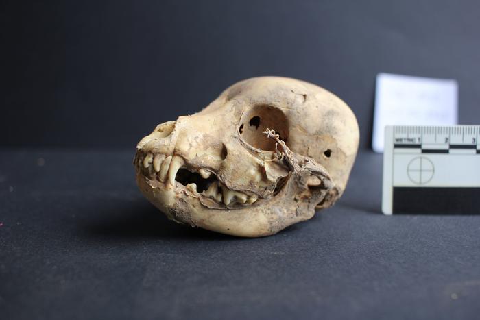 A puppy skull from Castillo de Huarmey in Peru.