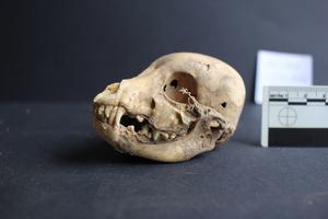A puppy skull from Castillo de Huarmey in Peru.