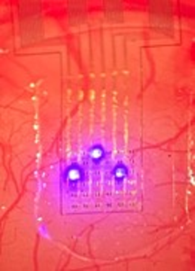 図３．マウス脳に密着したマイクロLEDアレイ極薄フィルム