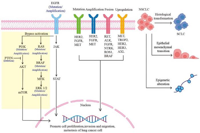 Mechanisms of Resistance to EGFR-TKIs