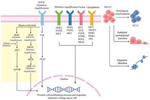 Mechanisms of Resistance to EGFR-TKIs
