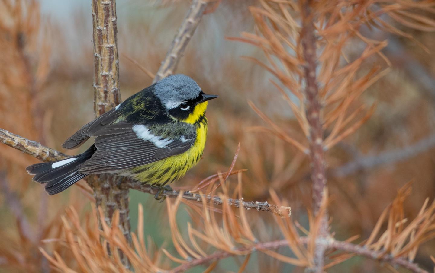 A male Magnolia Warbler (Setophaga magnolia).
