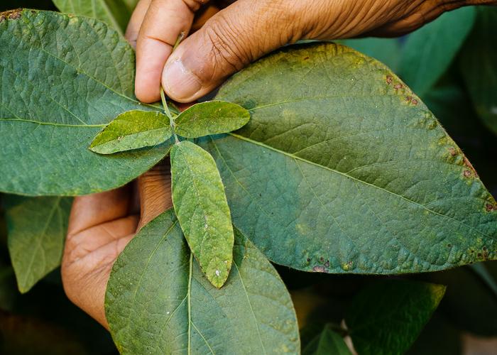 The Parents: Soybean (<i>Glycine max</i>) and a Wild Weed, <i>Glycine tomentella</i>