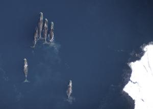 Bowhead whales