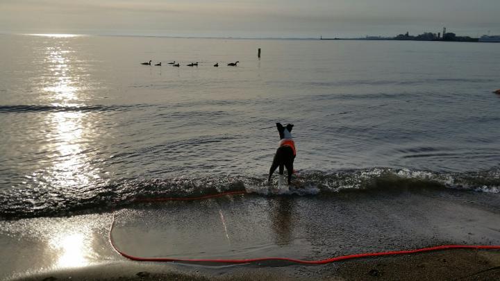 Canine Gull Deterence