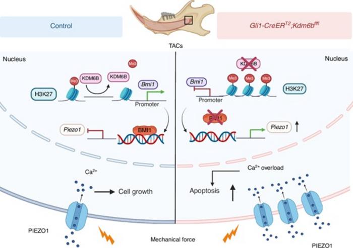 Epigenetic control of mechanosensing protects tooth progenitor cells from mechanical stress