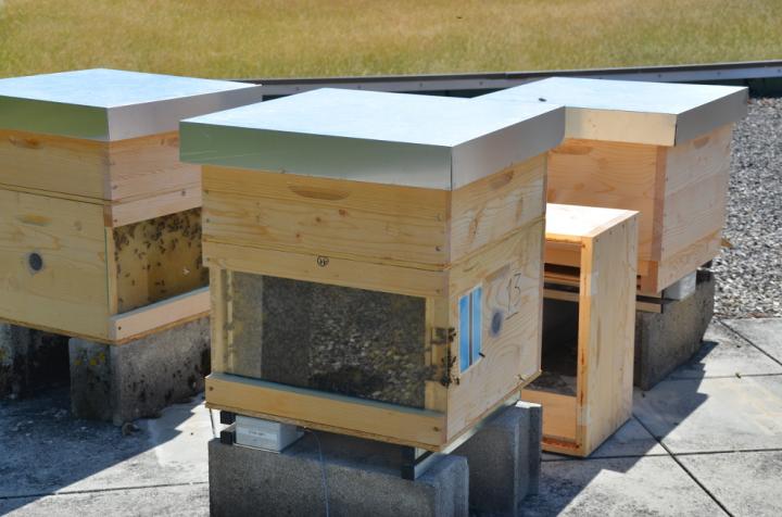 Colony of Bees (Vertical)